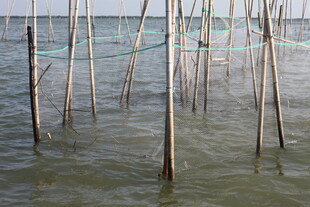 水中林立的木桩