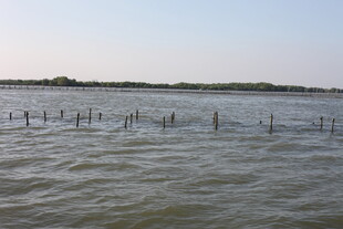 水域中的木桩景观