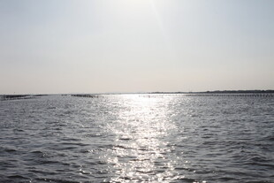 阳光下波光粼粼的海面