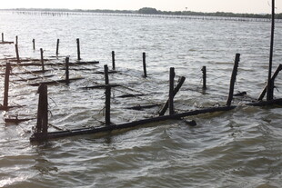 水中木桩遗迹