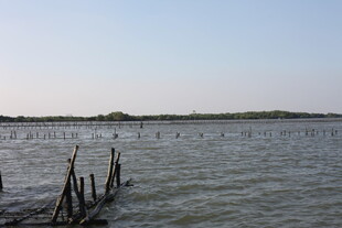 水域中的木桩与远处景致