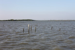 水域中的孤立木桩景观