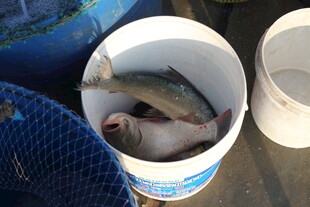 桶中捕获的几条鲜鱼