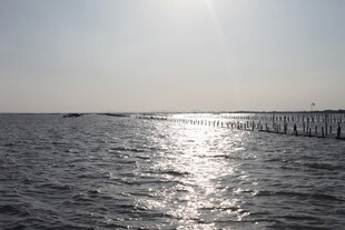 海上日光下的栈桥美景