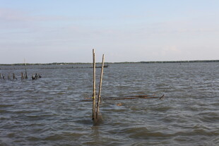 水域中的木桩景象