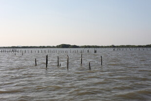 水域中的林立木桩景观