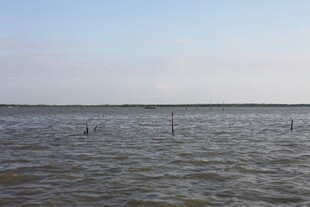 广阔水域中的稀疏木桩