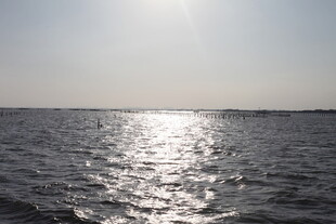 阳光下波光粼粼的海面