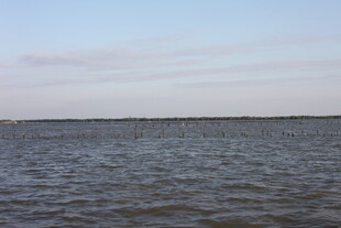 广阔水域与天际线景观