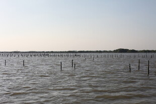 水上林立的木桩景观