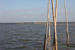 海边林立的竹竿与广阔水域