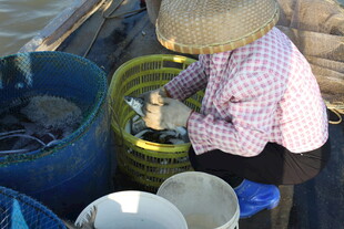 渔妇分拣收获的鱼虾