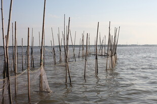 水上林立的木桩景观