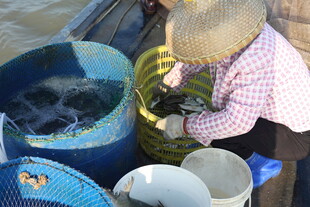 渔民船上分拣收获的鱼货