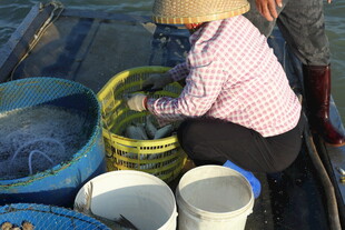 船上劳作的戴斗笠女性