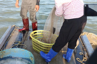 渔民船上处理大鱼