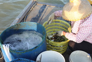 渔民船上收获满满一桶鱼