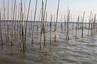 海上林立的木桩景观
