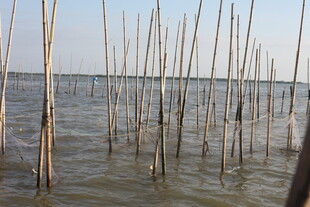 水中林立的细长木桩景观