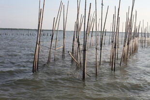 海上林立的木桩景观