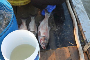 船上捕获的新鲜鱼类