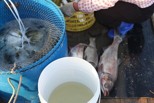 市场中售卖的猫与鱼