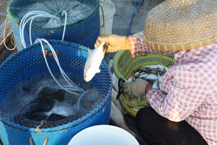 渔民手工处理捕获的鲜鱼