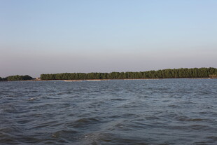 广阔水域边的葱郁植被