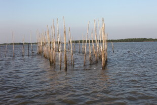 水中林立的枯木景象