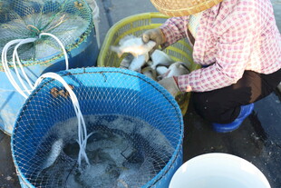 海边渔民分拣海鲜场景