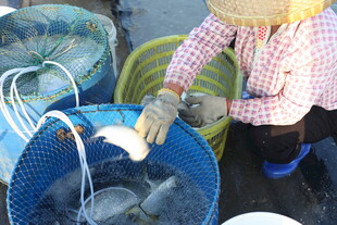 渔民手工处理渔网
