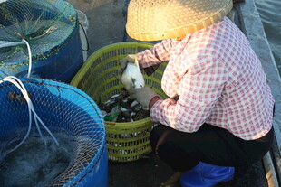 渔民分拣海鲜于蓝绿筐中