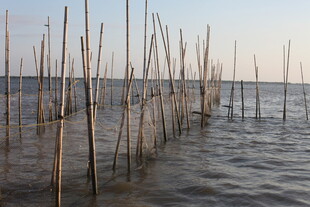 海上林立的竹竿景观