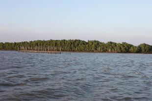 河畔树林与波光水面