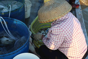 渔民集市处理捕获的海鲜