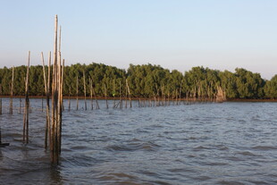 水上木桩与茂密树林景观