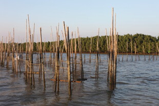 水上林立的木桩景观