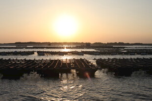 夕阳下的海上养殖场景
