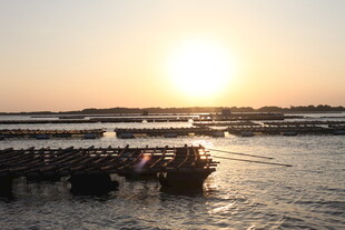 夕阳下的河畔船只景观