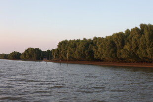 河畔树林与波光粼粼水面