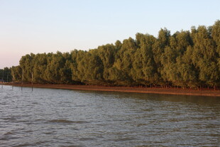 河畔绿树成荫的美丽景致