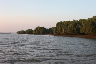 河畔树林与波光水域