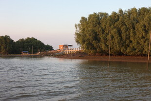 河畔绿树成荫的宁静风景