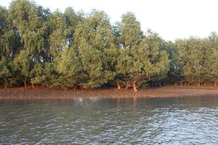 河畔绿树成荫的自然景致