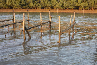 水中木桩搭建的简易设施