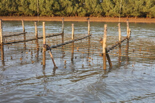 水中木桩搭建的简易结构