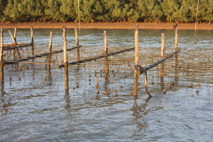 水上木桩设施景观