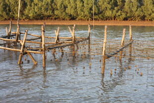水中木桩搭建的简易结构