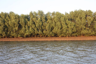 河畔茂密树林景观