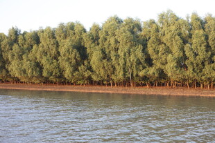 河畔绿树成荫的美丽景致